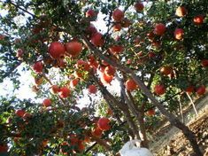 Pomegranate dip in India