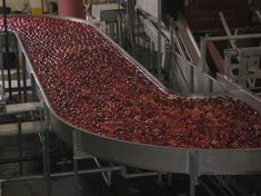 India invests in new apple packing technology