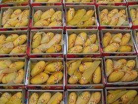 Pakistan nears record mango exports