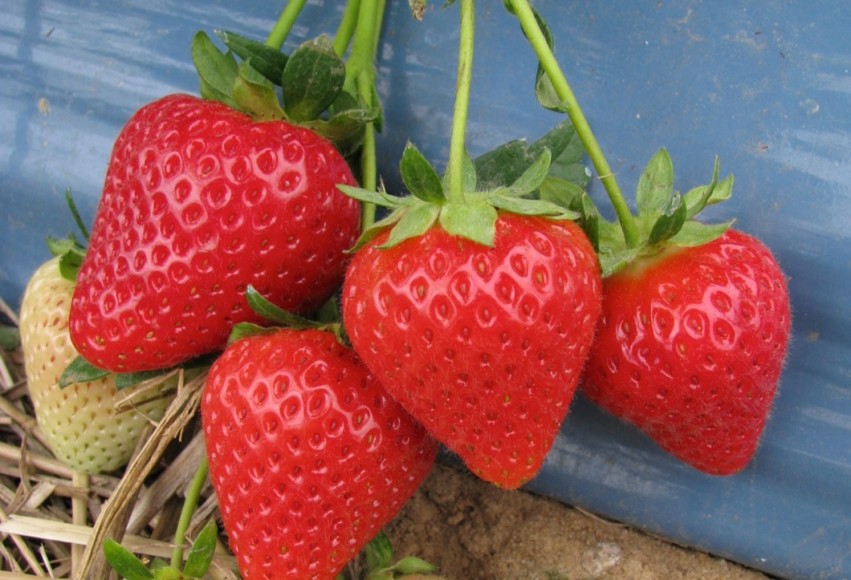 Growers Optimistic For English Strawberry Season,Virginia Sweetspire In Winter