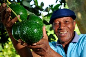 Colombia to step up avocado exports