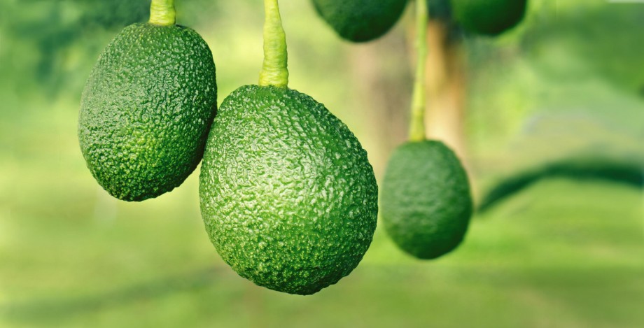Avocado marketers set sights on further growth