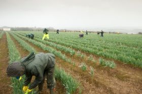 Daffodils left to rot due to labour crisis