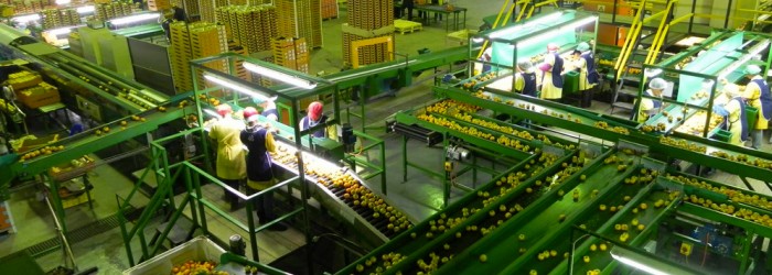 New export record for RSA sharon fruit