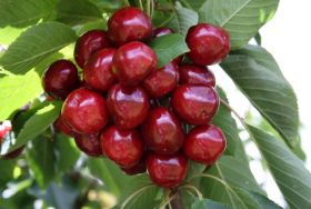 Covid-19 scare in imported cherries