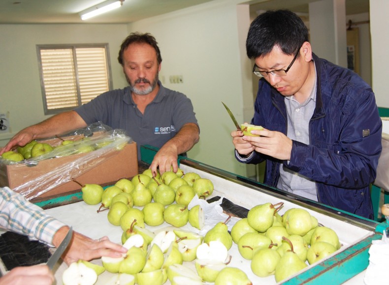 Argentina sends first pears to China