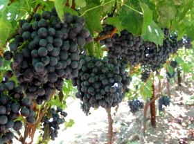 Black grapes driving category growth