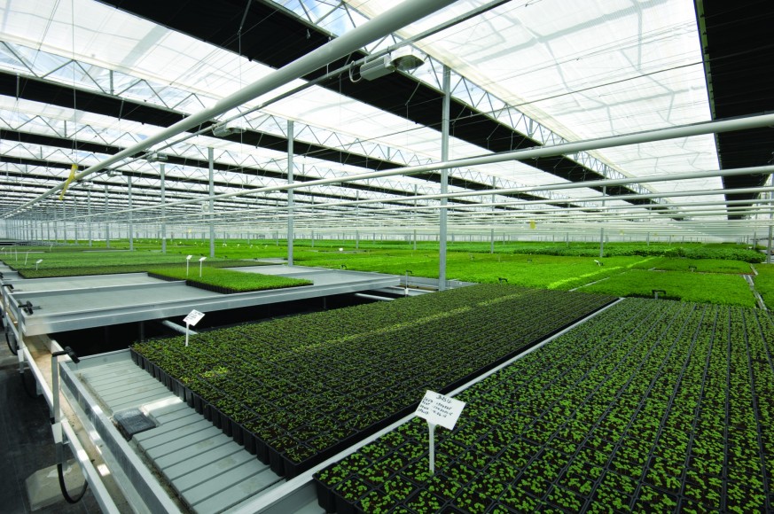 UK’s ‘first’ automated herb glasshouse opens