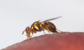 National fruit fly council formed in Australia