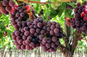 Chilean grape exports to Asia show promise