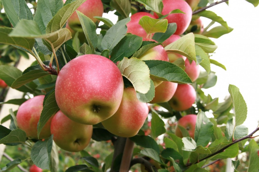 Kanzi season kicks off early