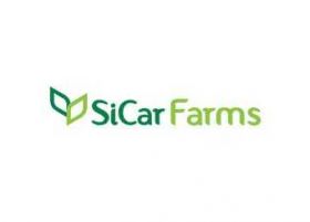 Limex rebrands as SiCar Farms
