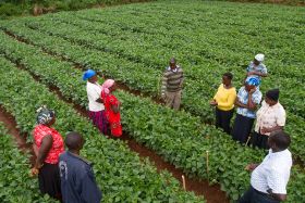 Aldi teams up with Farm Africa for produce project