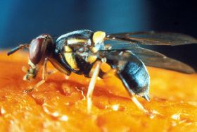 South Australia ramps up fruit fly protections