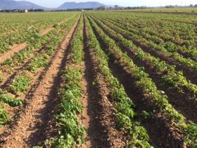 Potato growing area on the rise
