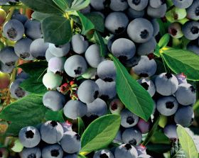 Guatemala mulls blueberry potential