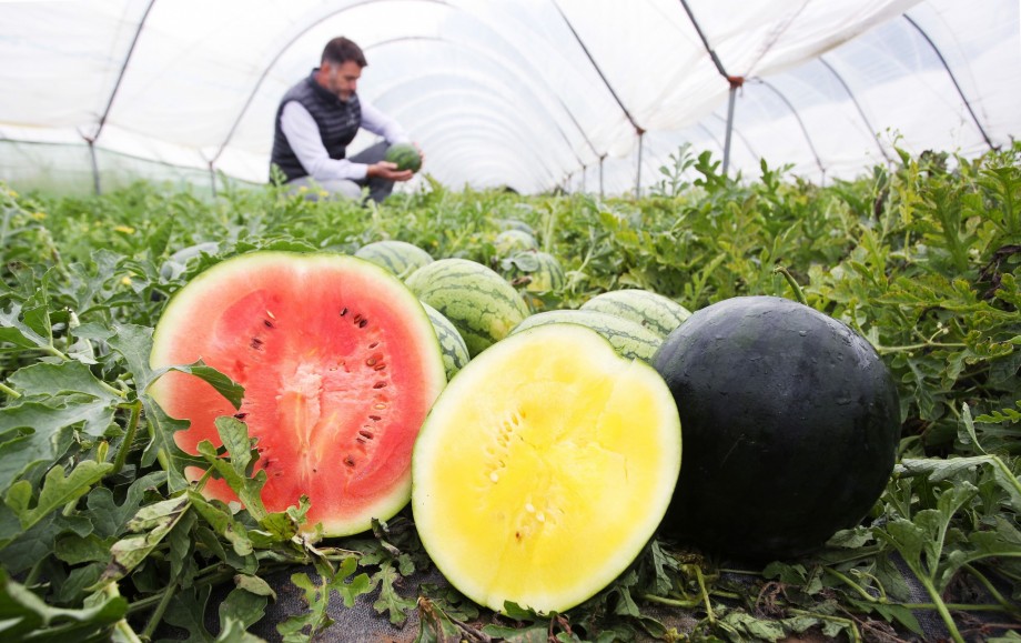 Asda hails record British watermelon crop