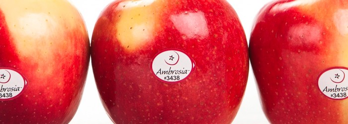Ambrosia marketers size up the market