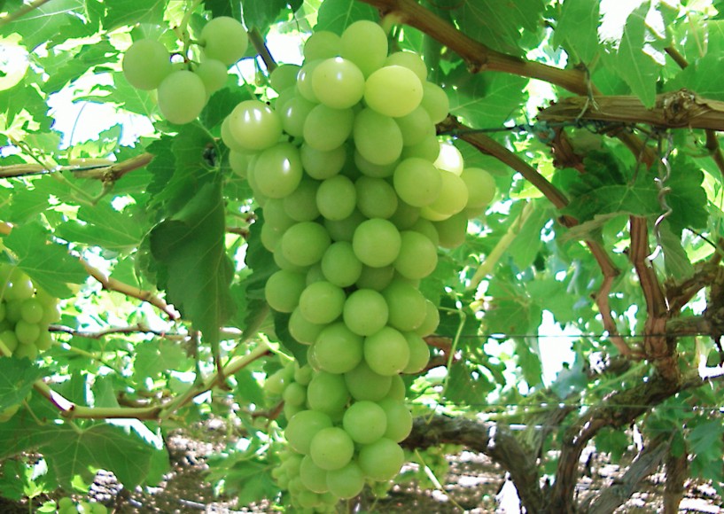 South African grape forecast stabilises