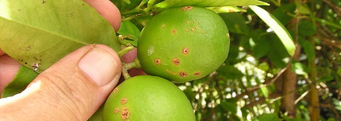 Dogs Can Sniff Out Citrus Industrys Most Devastating Pathogen Threat