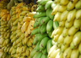 Standards key for Cambodian banana growth