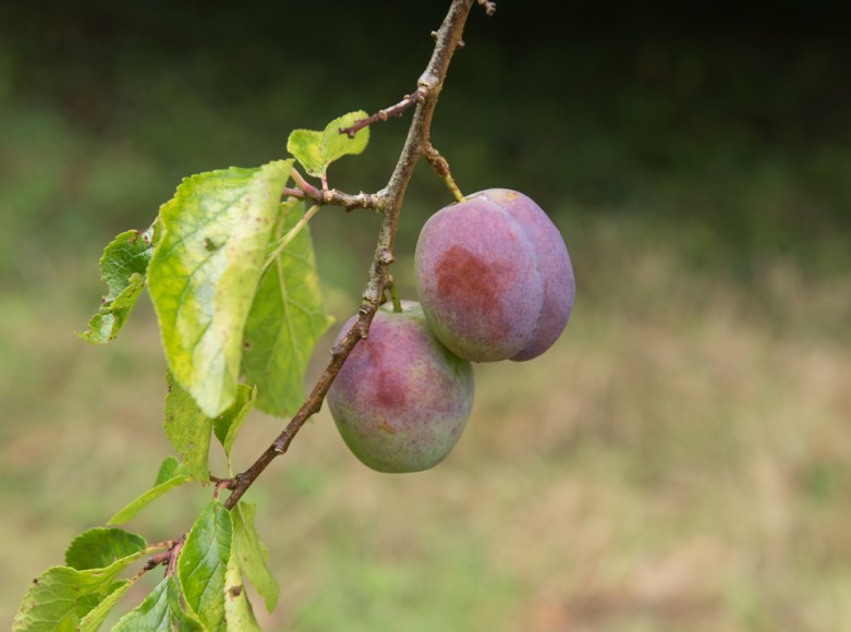 Weather cuts plum season short by a month