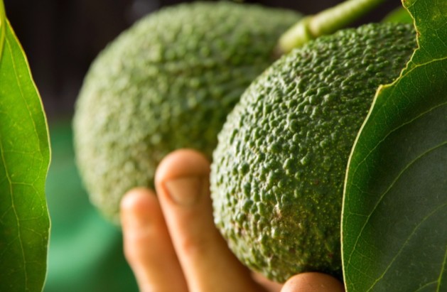 Avocados' nutritional value 'justifies water use' - Fruitnet