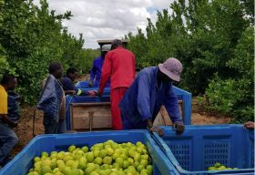 Jupiter kicks off SA citrus production