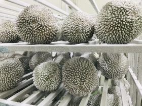 Managing Malaysian durian growth