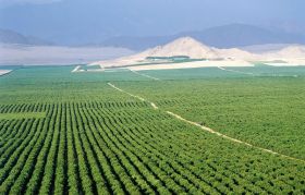 Peru’s agri-export boom continues