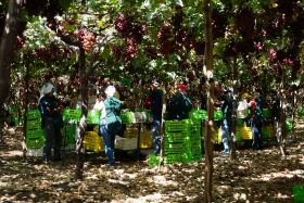Vanguard reflects on Peruvian grape season