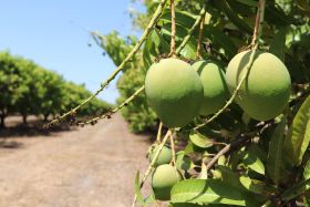 WA mango orchard brought back to life