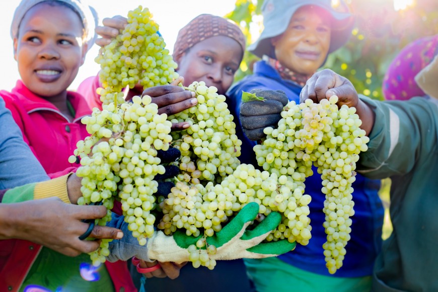 SA raisins target UK growth