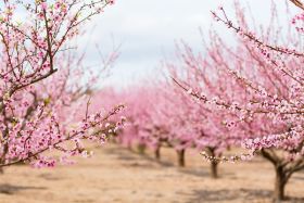 Almond tree fertilisation breakthrough