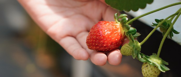Photo: Duyet Le, Unsplash Berry picking credit Duyet Le Unsplash