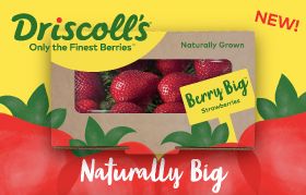 Driscoll's thinks Berry Big