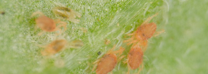 Image credit: Alain Migeon and Franck Dorkeld Tomato Red Spider Mite 2_Credit Alain Migeon and Franck Dorkeld