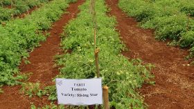 Heat tolerant tomatoes developed in Mauritius