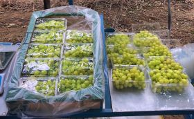 Earliest Southern African grapes harvested