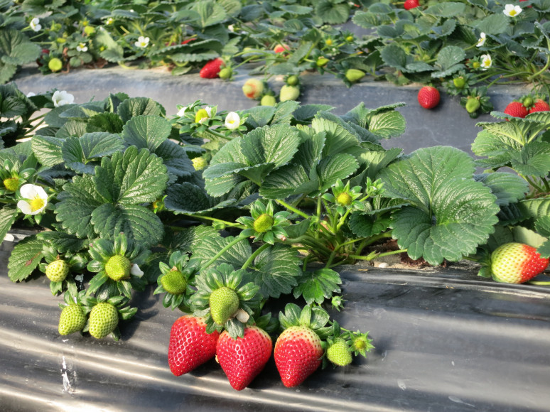 bd company strawberry