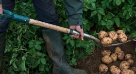Tesco to sell unwashed potatoes