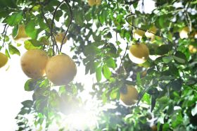 IMG Citrus acquires 2,500-acre grove