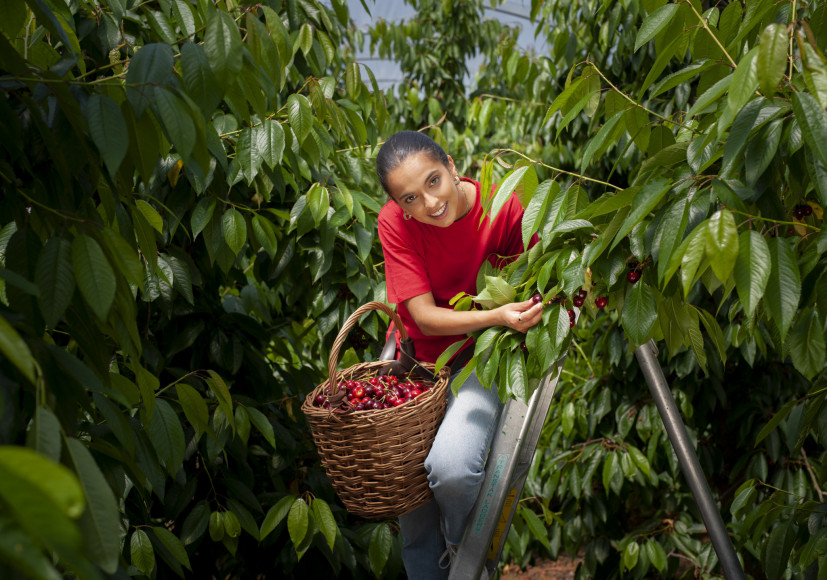 England kicks off UK cherry harvest