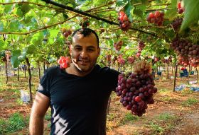 Global goal for Lebanese grapes