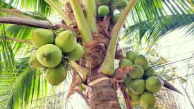 Coconut plans for Hainan