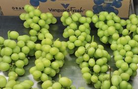 Vanguard excited by Peruvian grapes