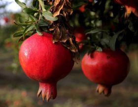 High demand for Turkish pomegranates