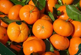 Climate threat to clementines