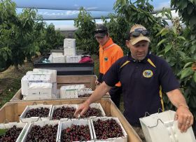 AgPick Technology moves into cherries
