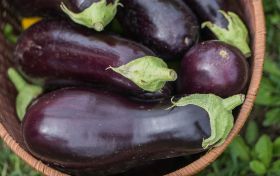 Eggplant evolution in Asia